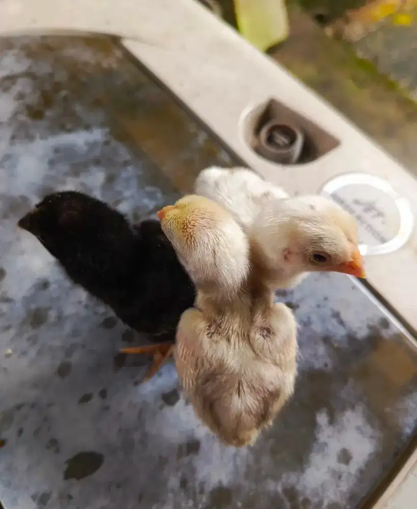 Anak ayam aseel parrot ori