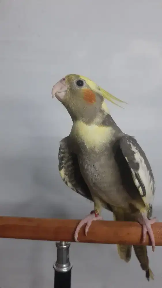 Falk cinnamon pakan kaytee