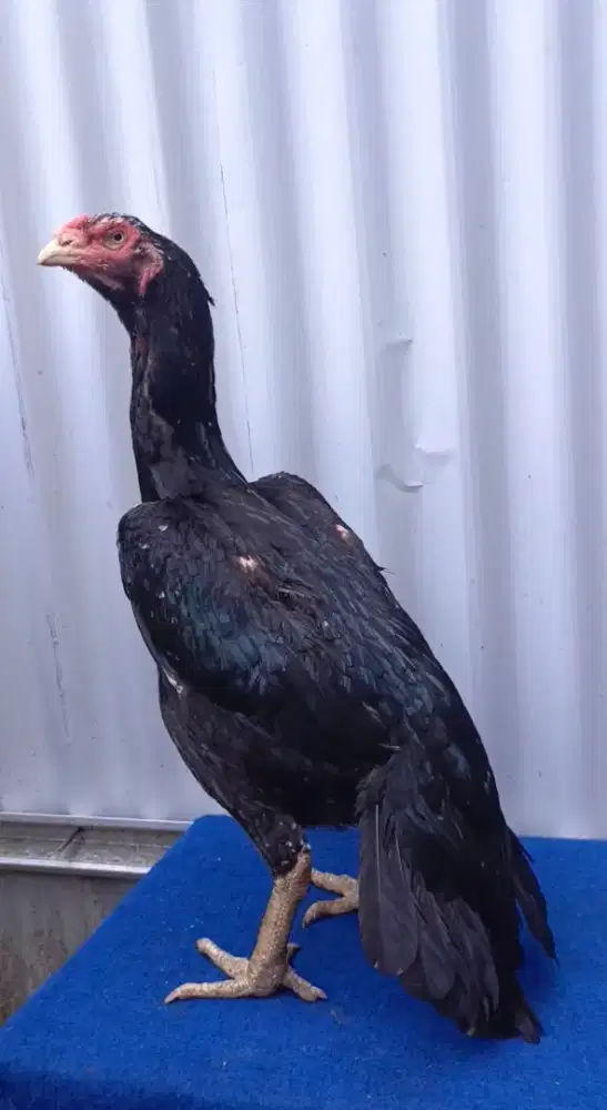 Ayam ekor lidi betina