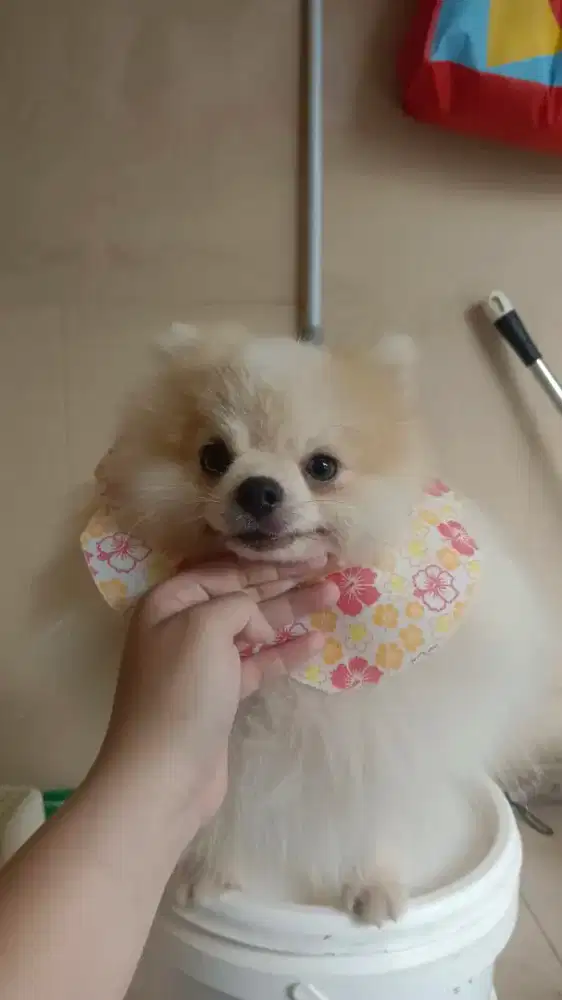 Jasa Grooming Panggilan