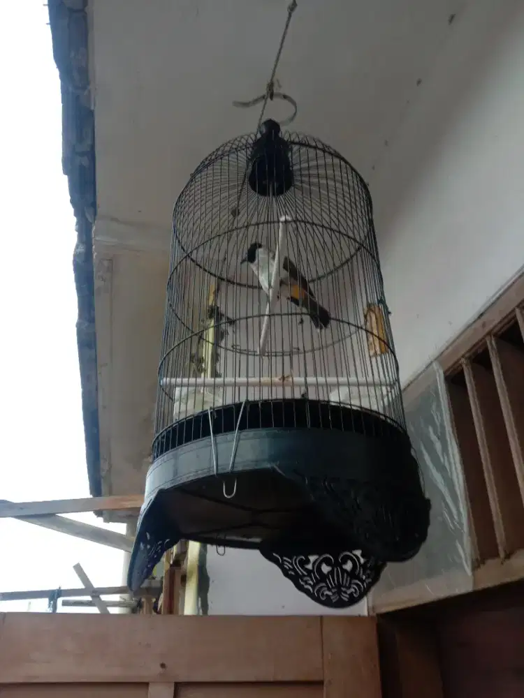 Kutilang jinak rajin isian fs