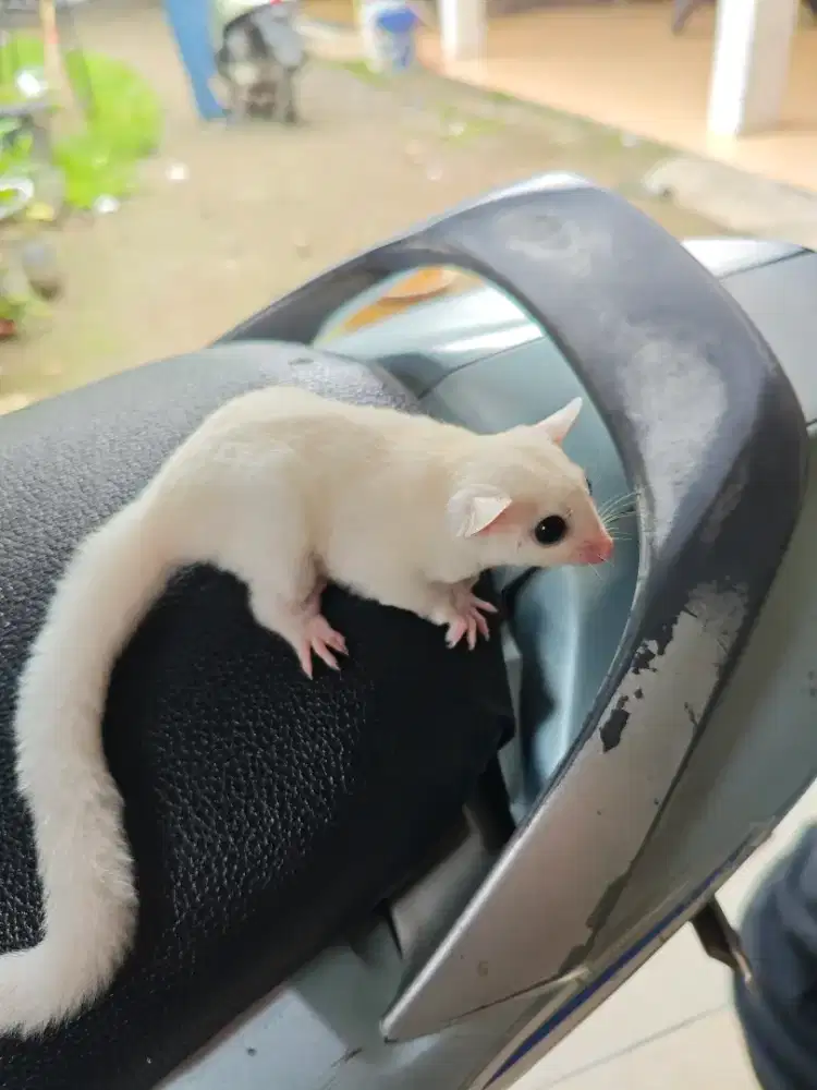 Sugarglider betina 2 bulan