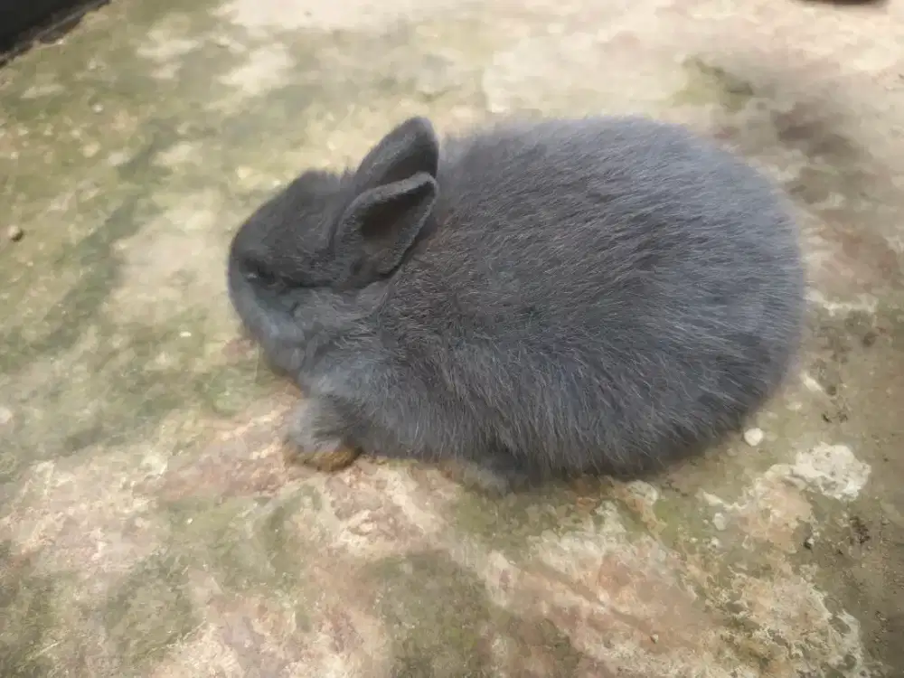 Anakan kelinci Netherland Dwarf