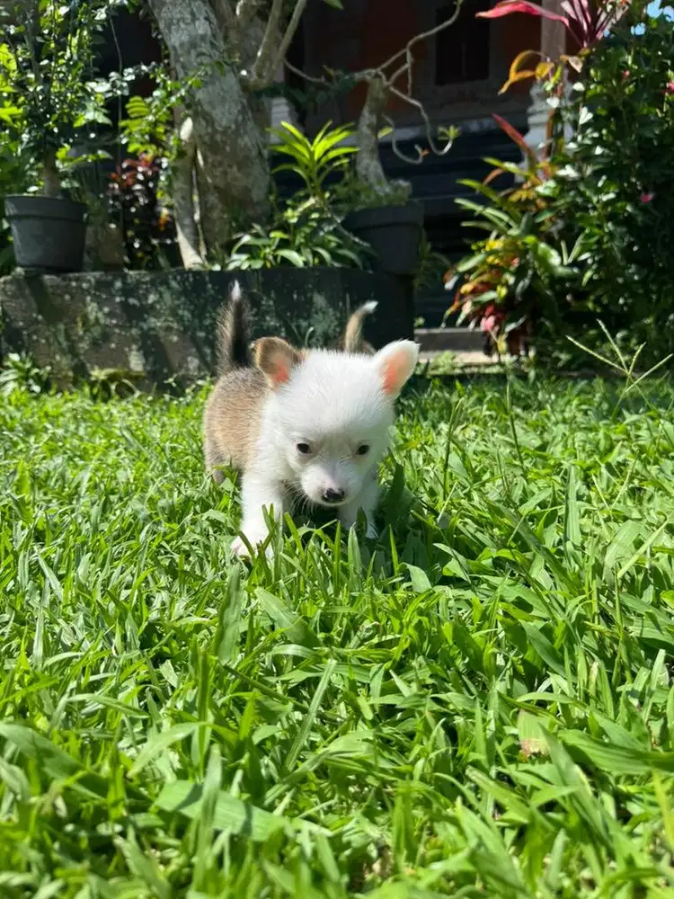 Puppy Corgi Female