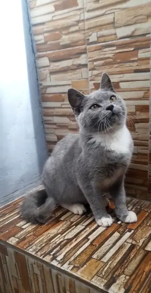Kitten British shorthair