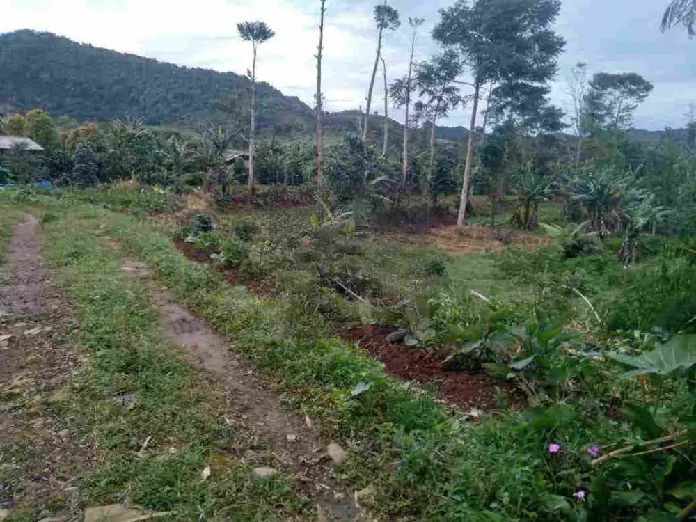 lahan sawah istimewa di cupunegara cisalak subang