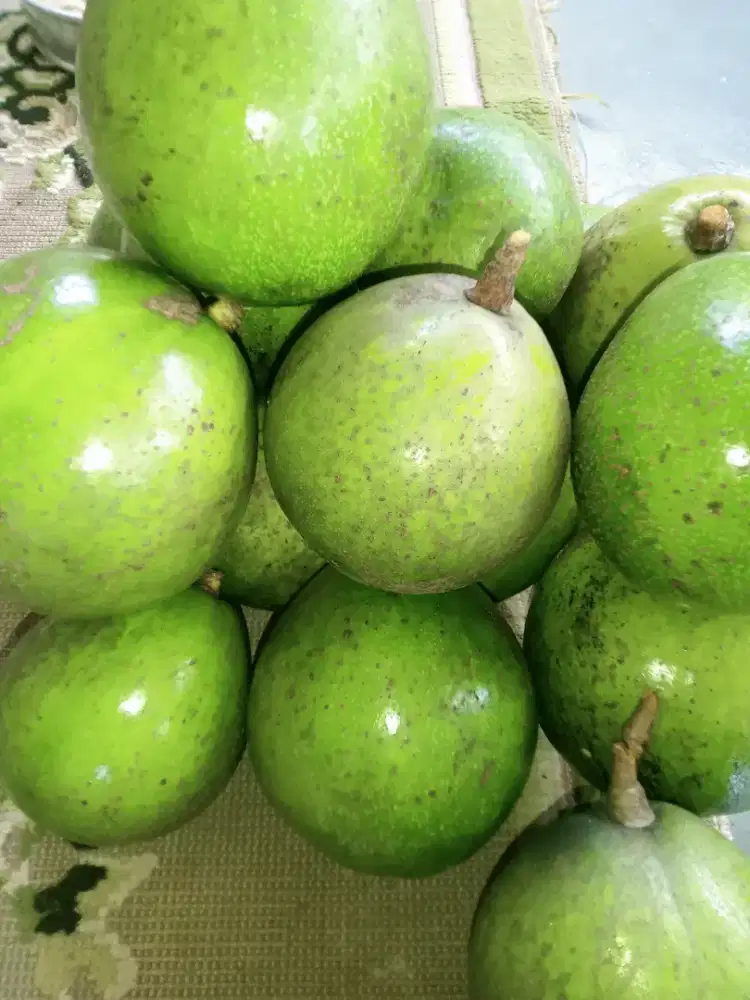 Alpukat Miki jumbo nego