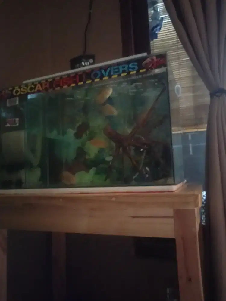 Di jual ikan oscar 6 ekor dan aquariumnya uk 60 x 30