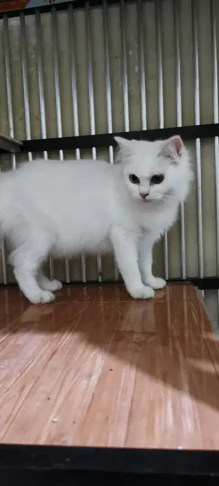 KUCING ANGGORA PUTIH - BETINA - 9 bulan