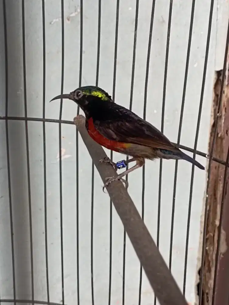 Burung ko nin da cok ring gacor masteran murai