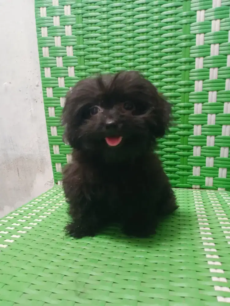 Poodle betina  2 bln