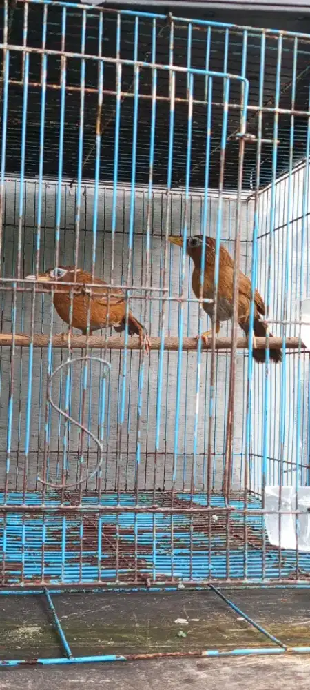 Siap masuk kandang Breding