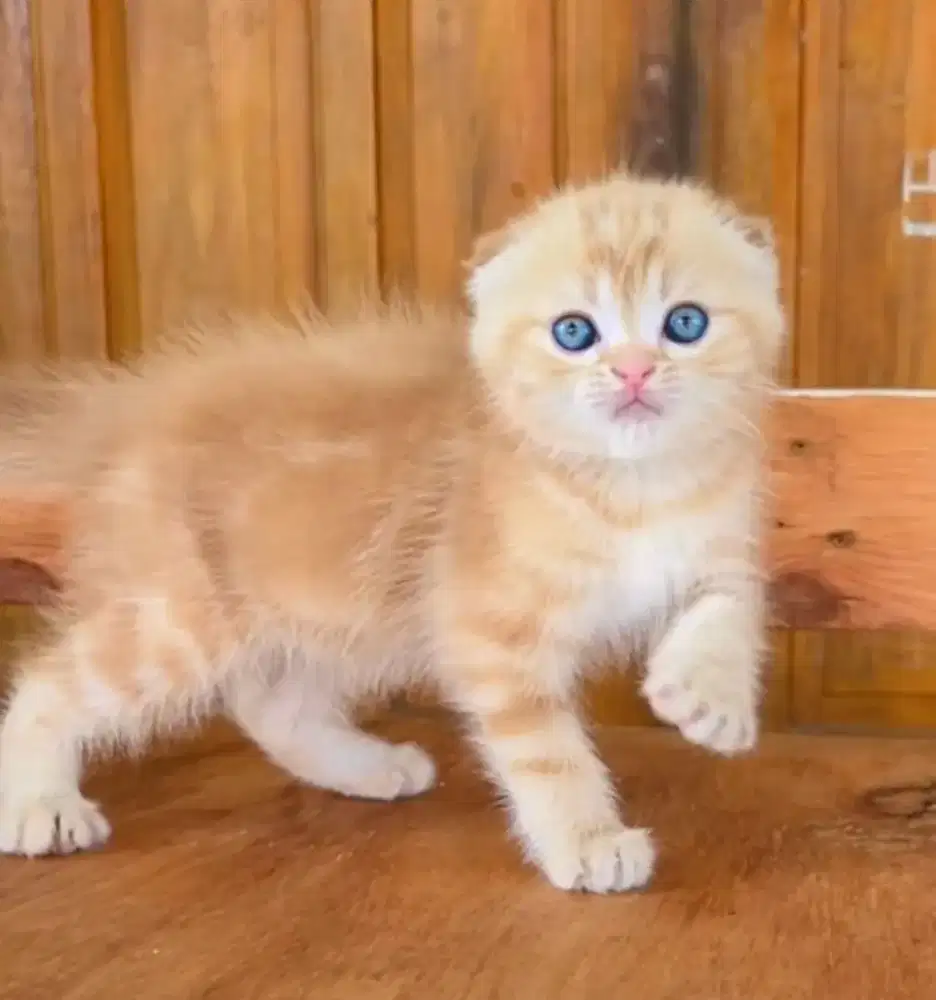 Scottish Fold Lucu