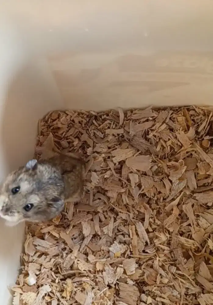 Hamster Camble Dominan