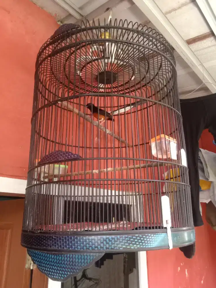 Burung murai batu non gembung PE 19 Mulus No mines  Fulset