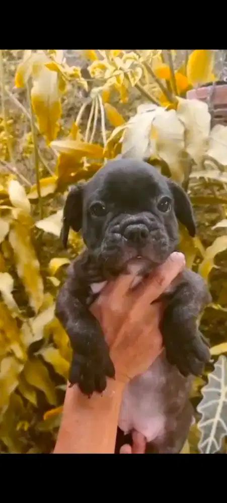 French Bulldog (2 bulan)