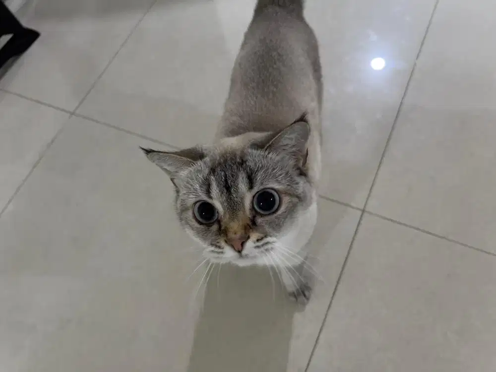 KUCING BSH MIX UMUR 1 TAHUN