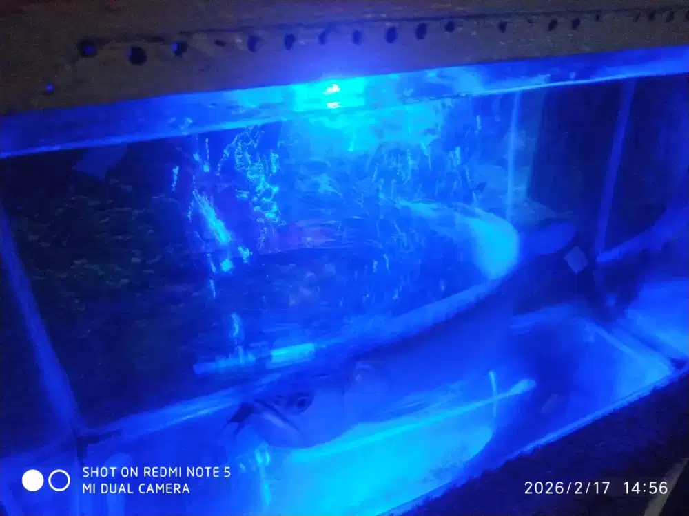 Ikan arwana silver panjang 40 cm