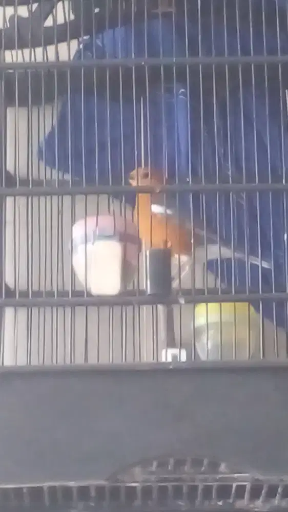 Jual anis merah ring bali 130 fulset