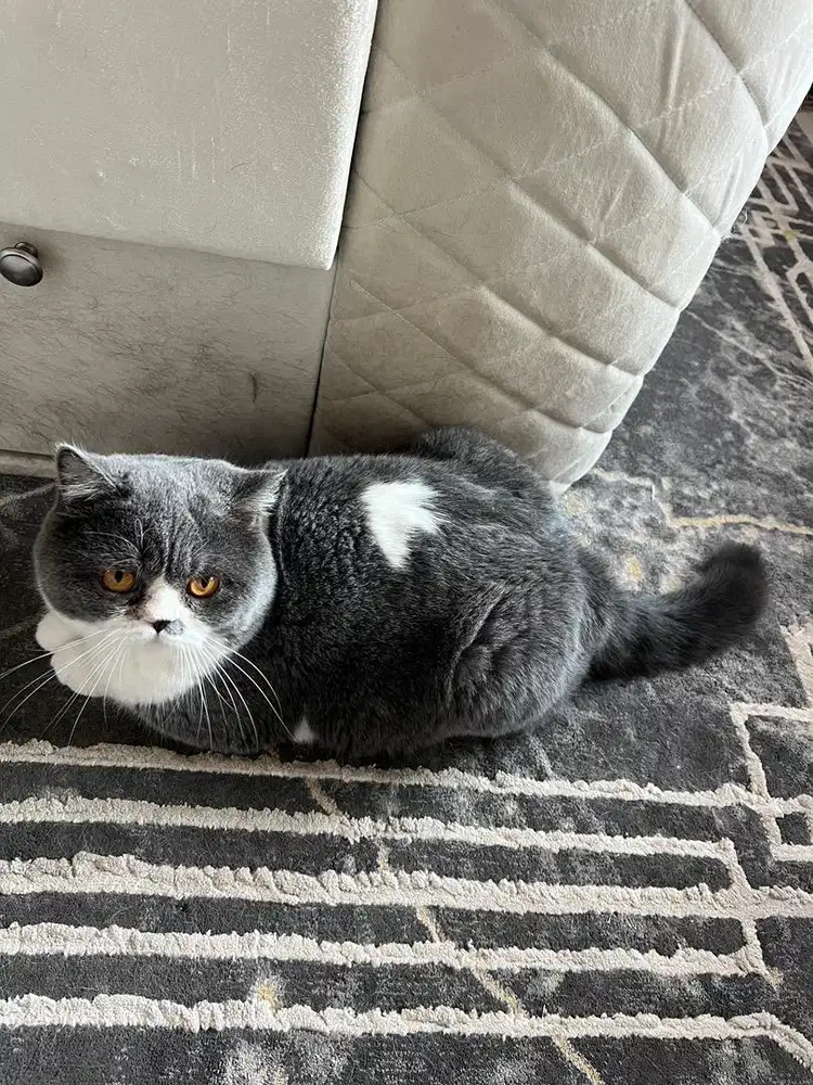 KUCING BSH JANTAN NON SERTIFIKAT UMUR 1,5 TAHUN