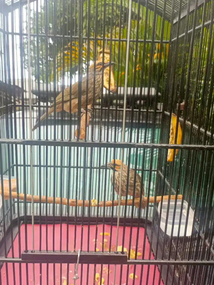 Cucak Rowo Hutan Produksi