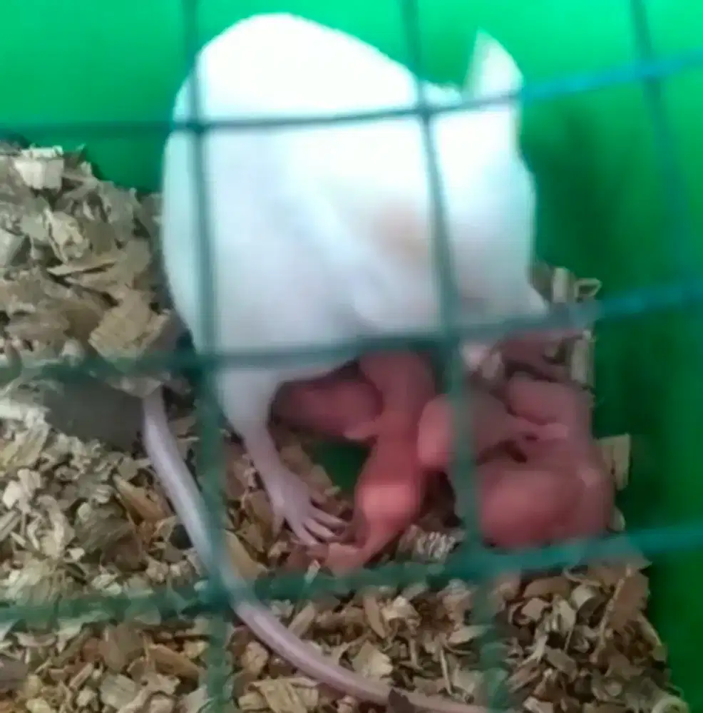 Tikus Putih / Mencit