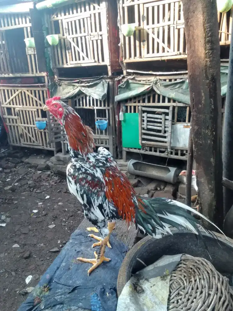Ayam muda 7bln bahu tebal belum abaran, peranakan Koytrad telor ijo