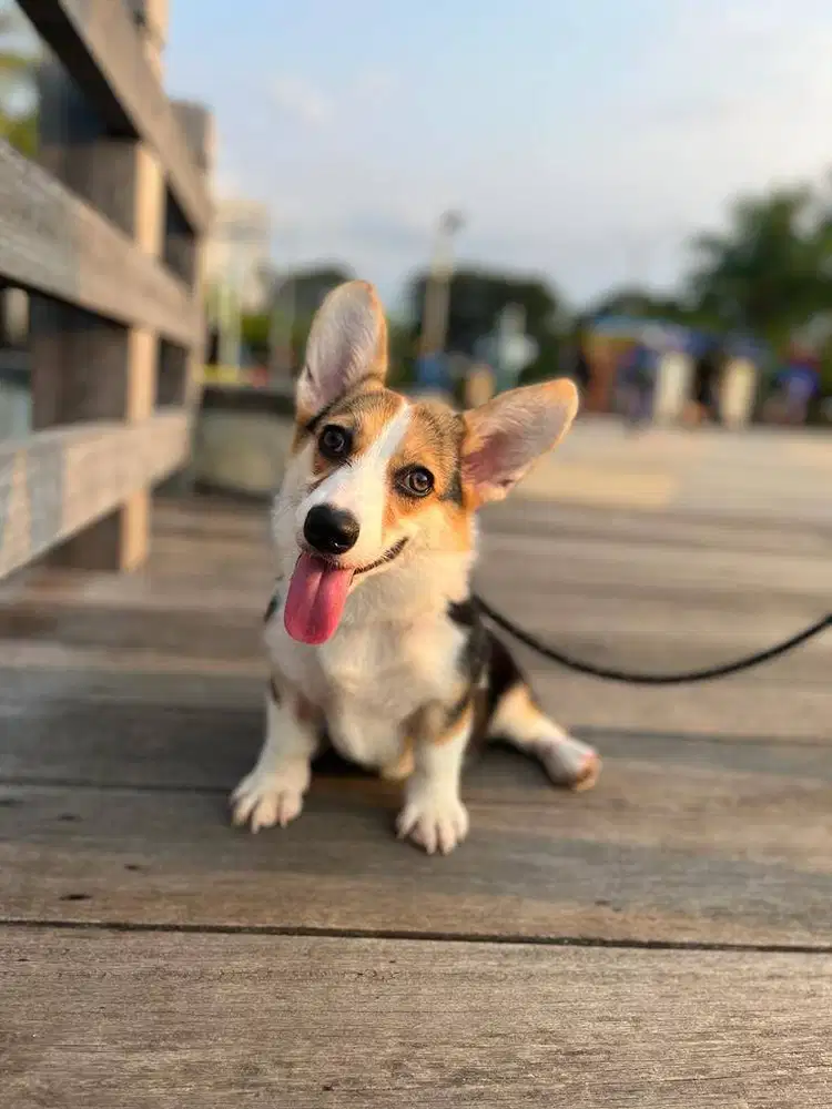 Corgi Tricolor 3tahun Stambum Microchip Sertifikat