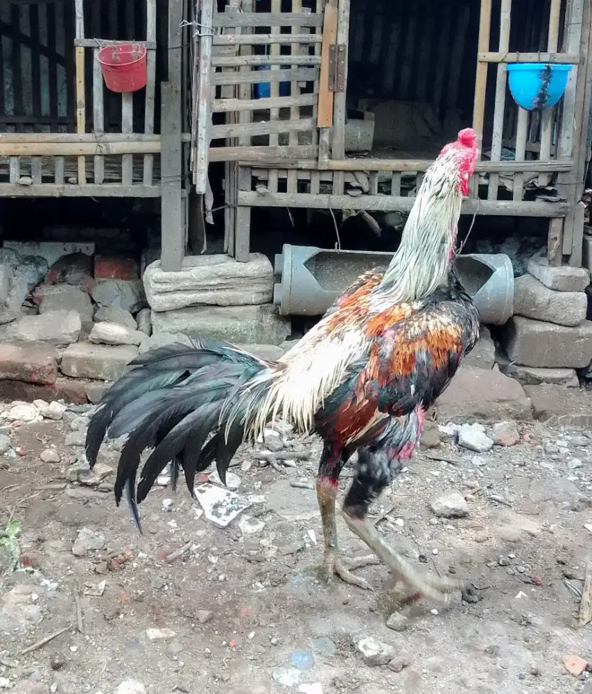 Pamangon posisi ngurak/mabung prdana, siyap buat pacek dekeman smntara