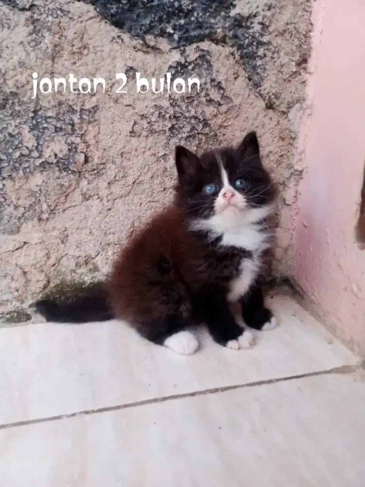 Kucing Persia medium