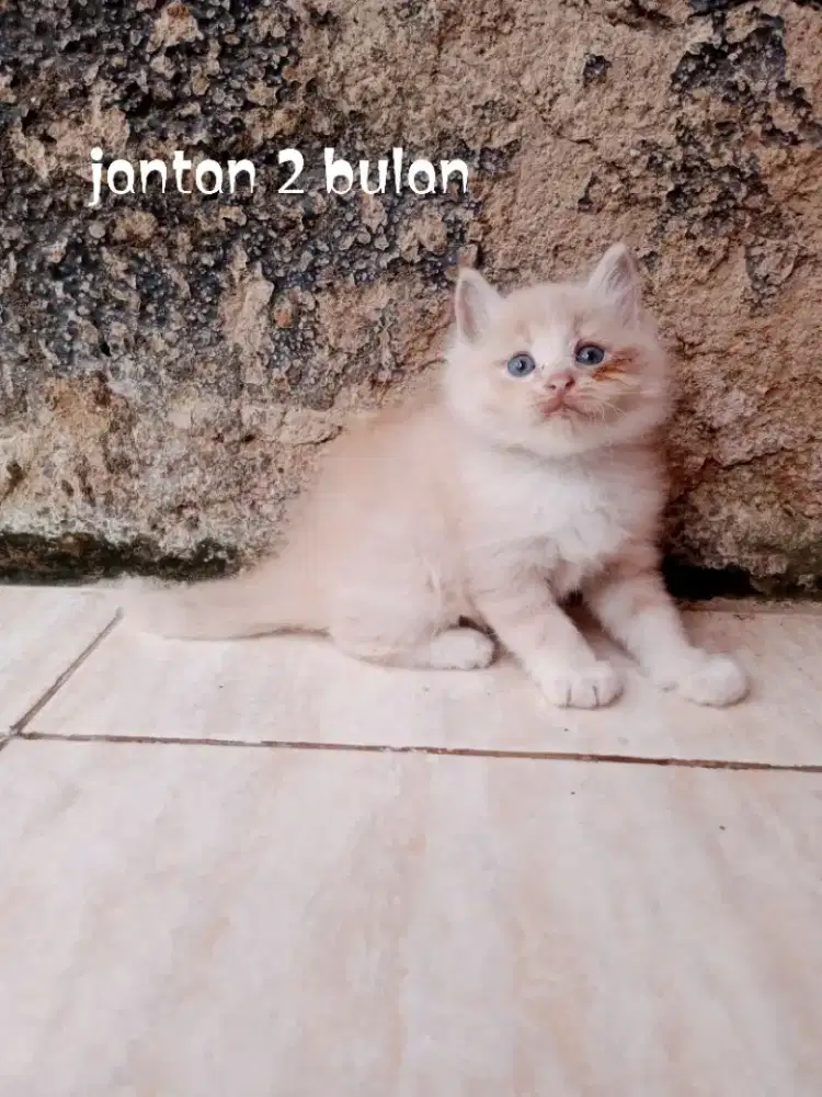 Kucing Persia medium