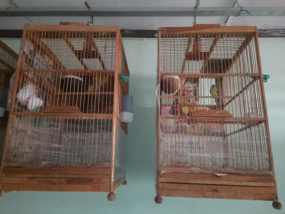 Betina blackthroat & Mozambik