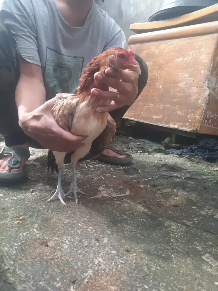 Ayam Betina Filliphina jenis Ak47 grey..