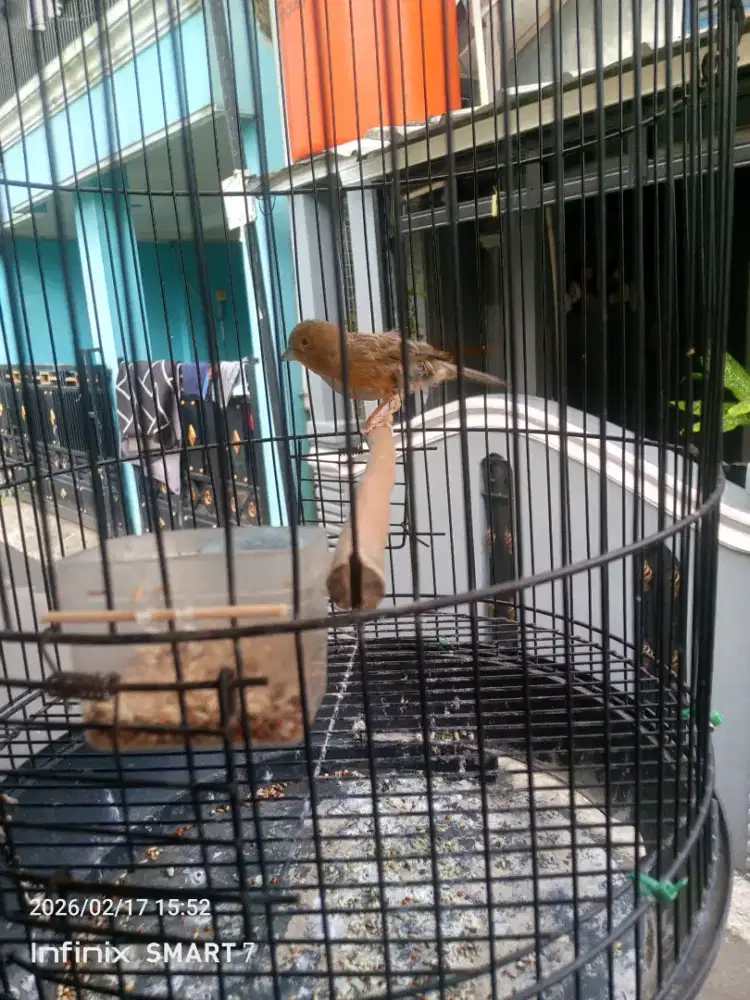 Jual burung,,kenari fulset