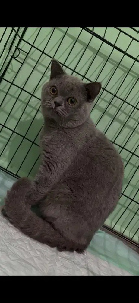 kucing british shorthair