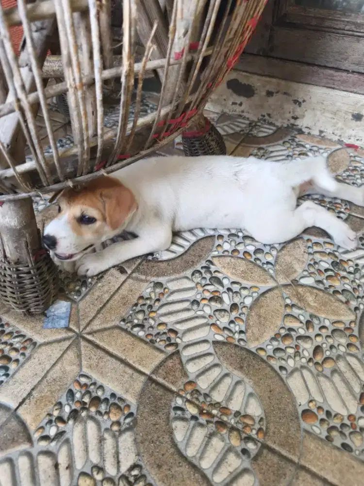 Jual anak anjing kampung