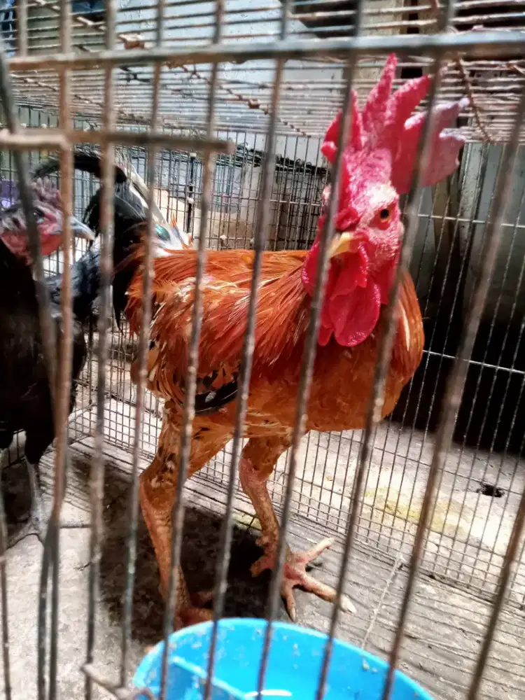 Ayam jago kampung dan betina