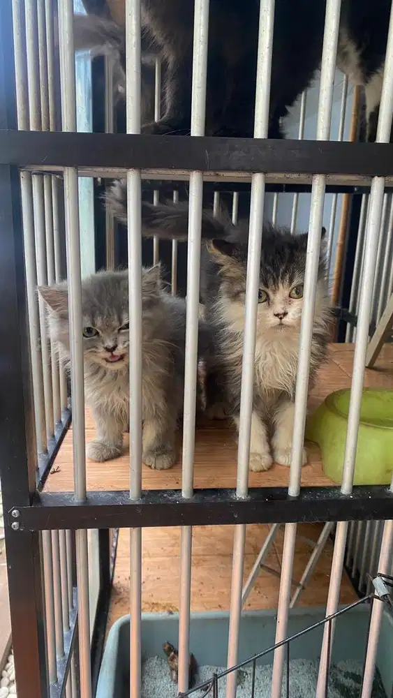 adopsi kucing anggora