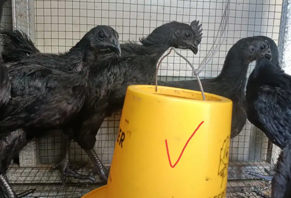 Ayam  Cemani ...