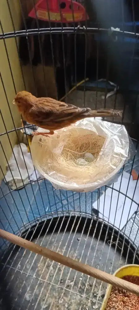 Burung Kenari Warna Gelap