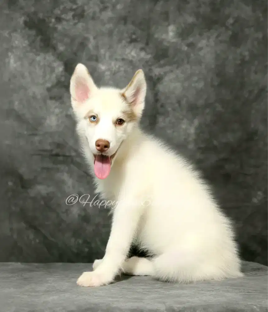 Siberian husky jantan Unik Colours