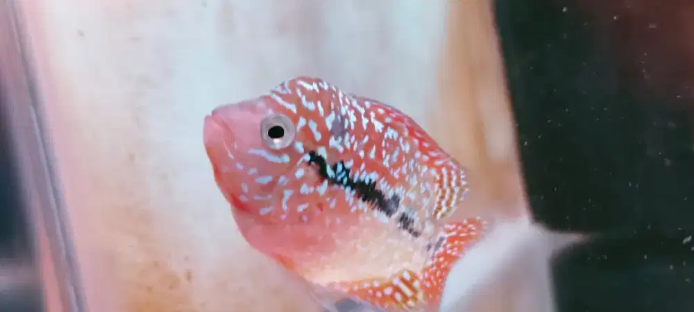 Louhan ori Thailand Two Tune