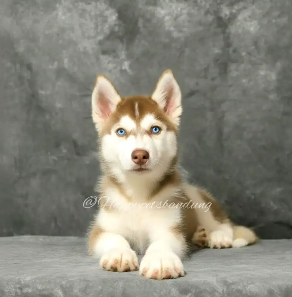 Siberian Husky Betina blue eyes