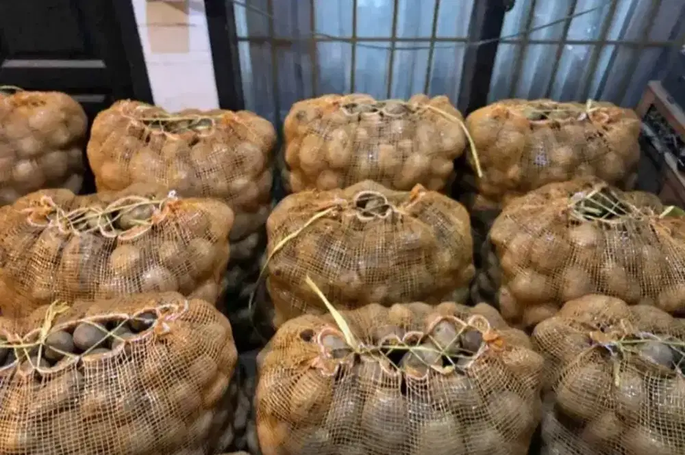 Jual kentang bisa eceran