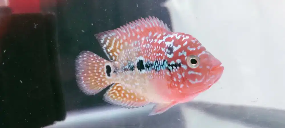 Louhan Ori Thailand Two Tune