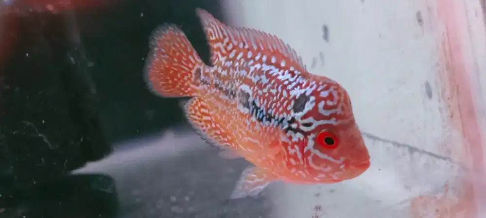 louhan Ori Tahiland Cilnong