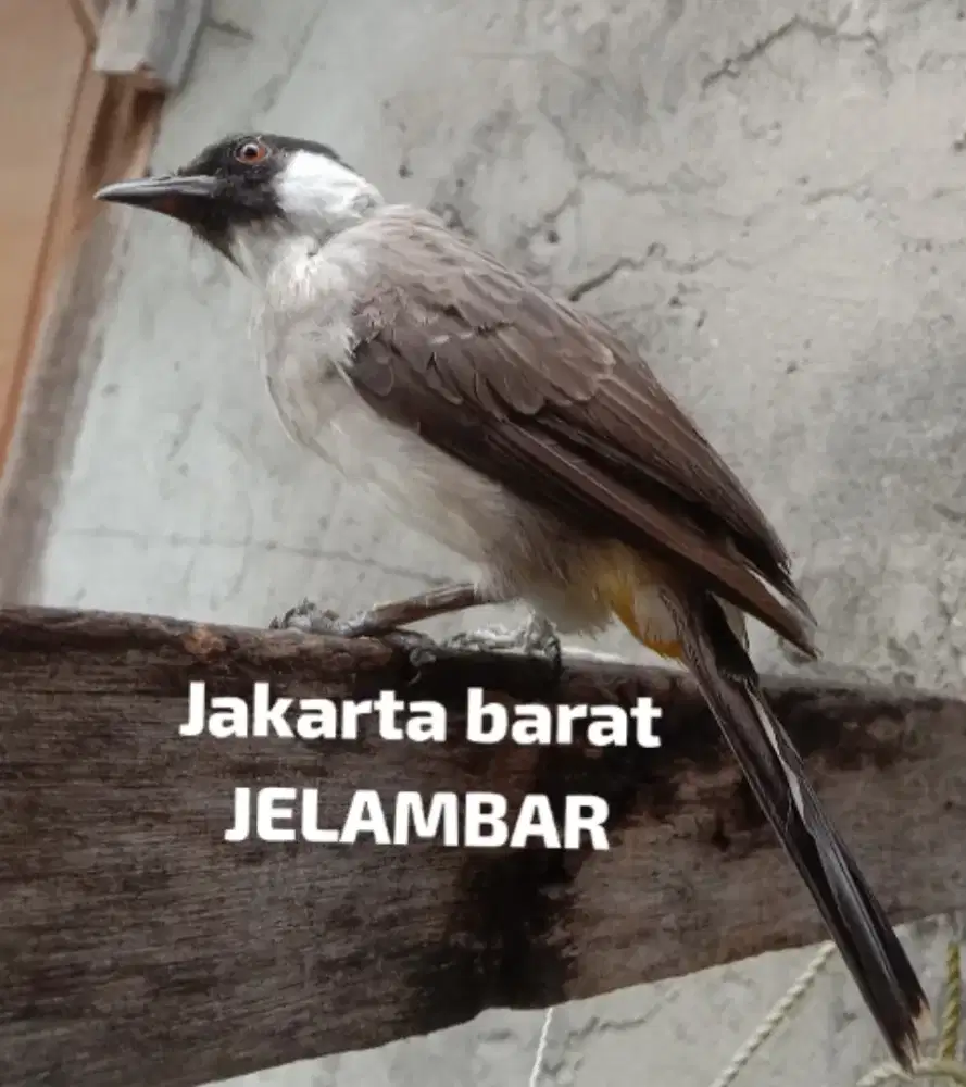 Kutilang jinak mantan pikat