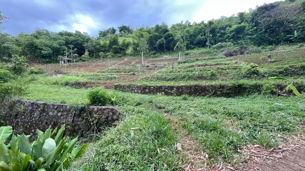 Dijual cepat tanah desa nagrog, cicalengka, bandung