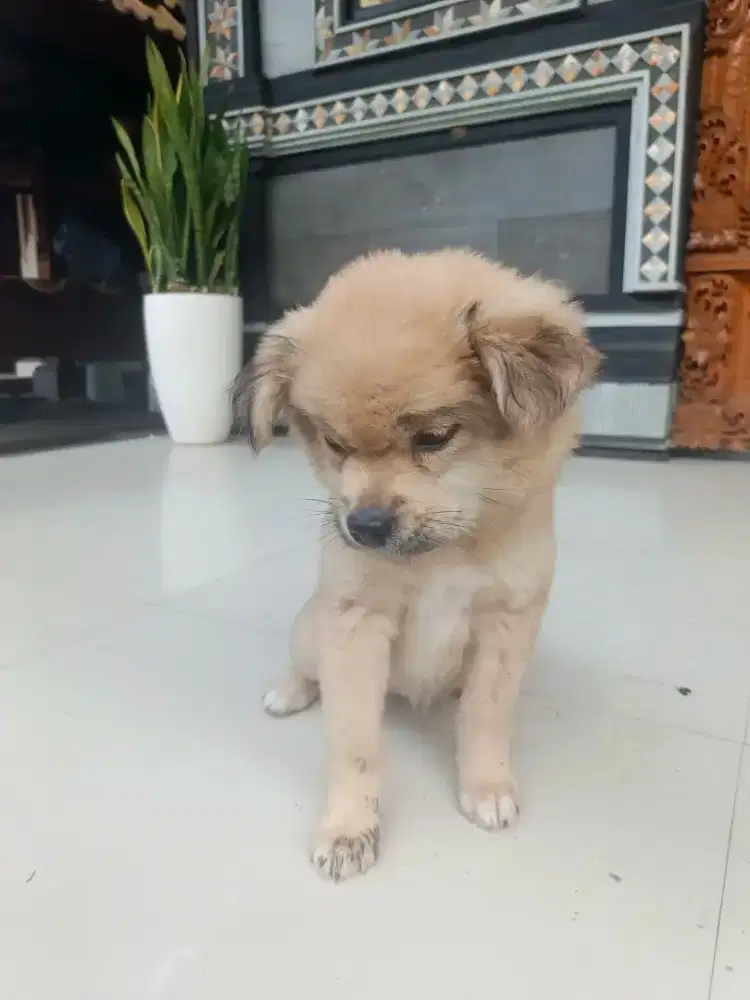 Anakan anjing pom
