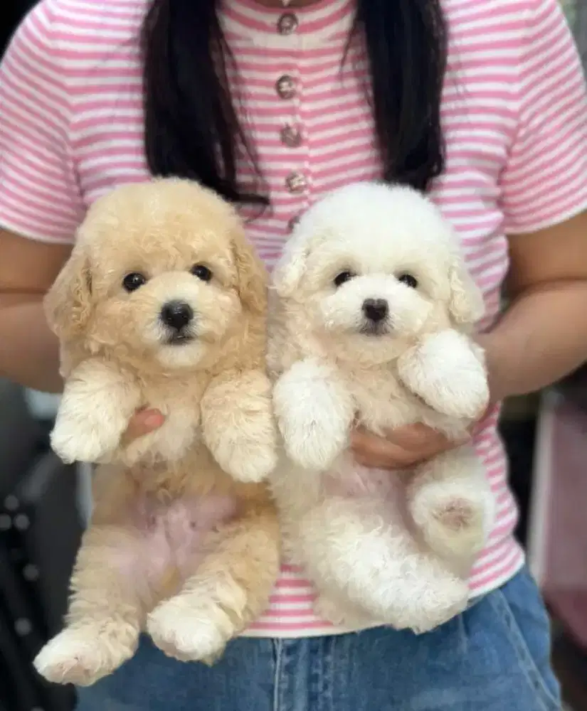 ANJING MALTIPOO BULU KRIWIL DAN IMUT
